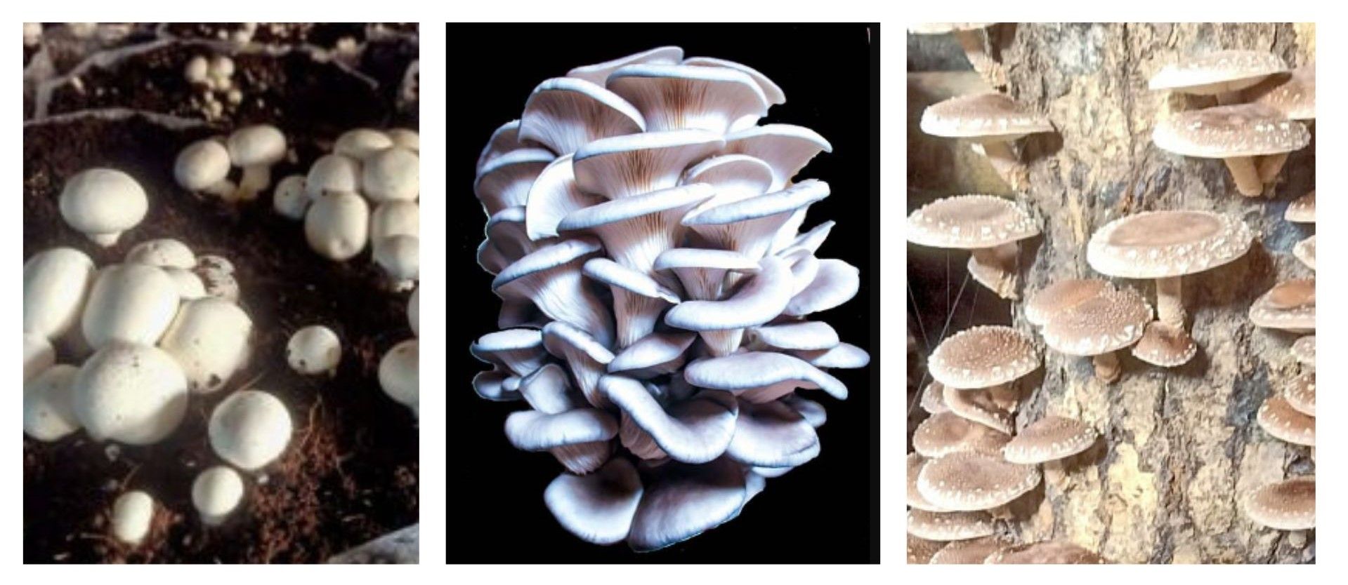 The History of Mushroom Cultivation in Nepal