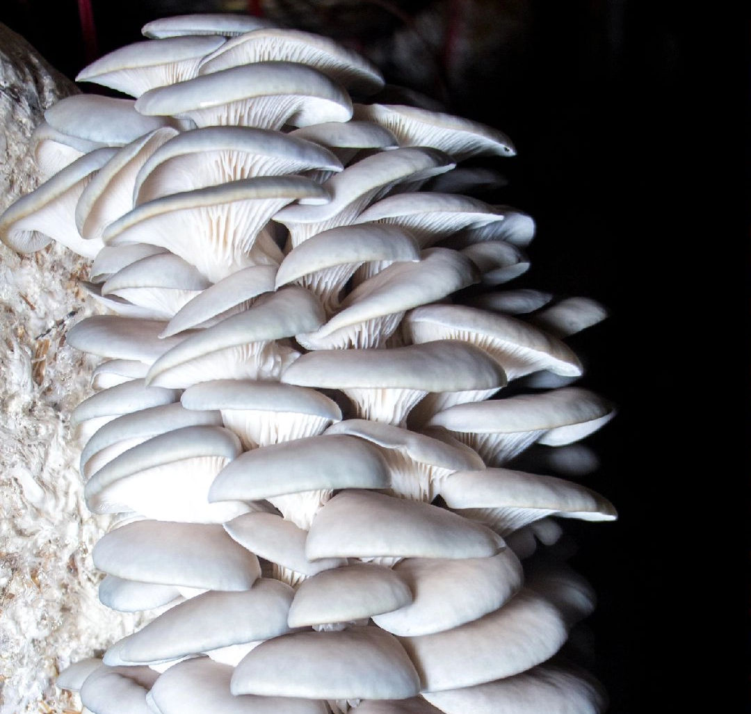 Health Benefits of Mushrooms