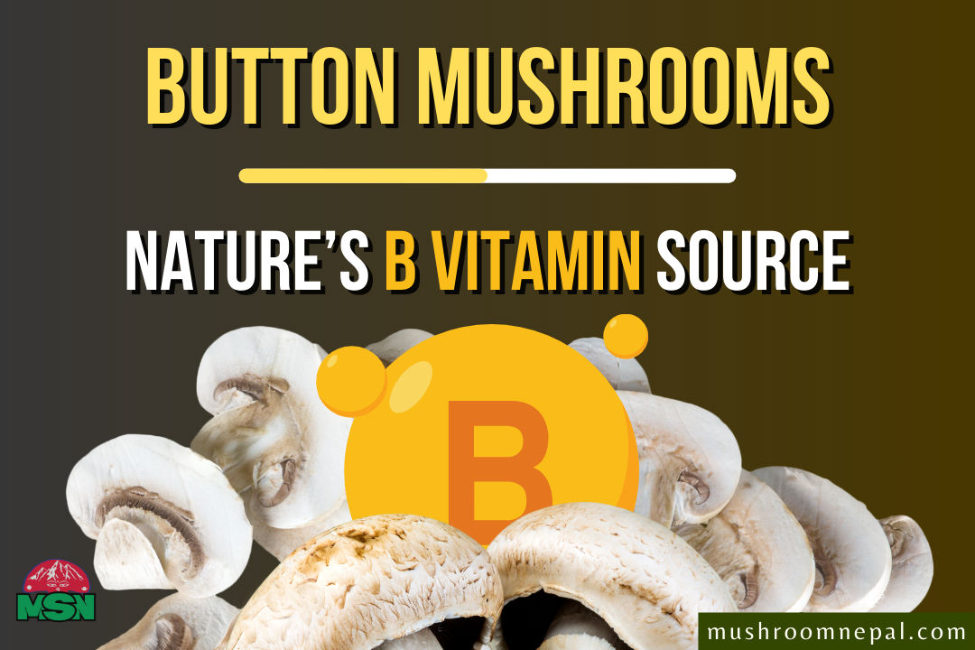 Button Mushrooms: Nature’s B Vitamin Source