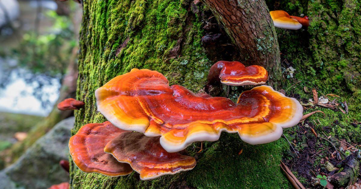 Protective effect of Ganoderma on Diabetes