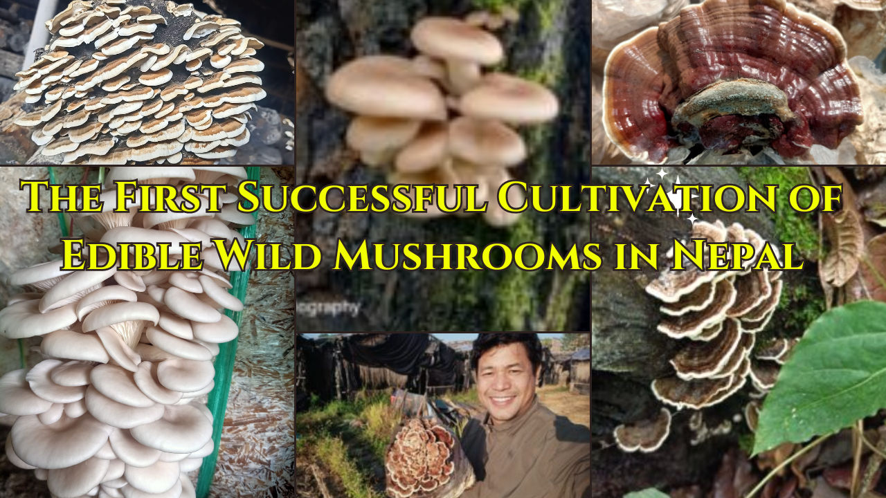 The First Successful Cultivation of Edible Wild Mushrooms in Nepal
