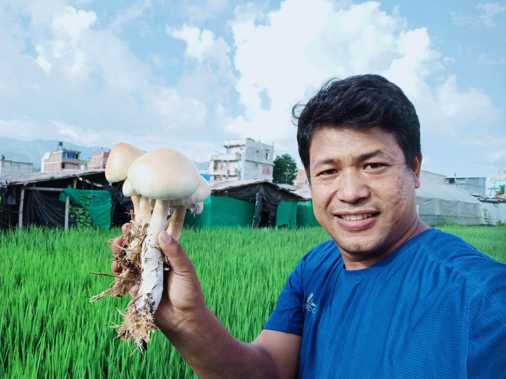 Mushroom Seed Nepal Magic Mushroom