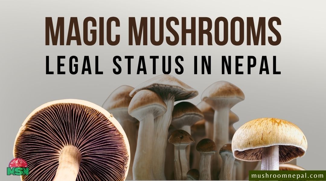 Legal Status of Magic Mushrooms (Psilocybin) in Nepal