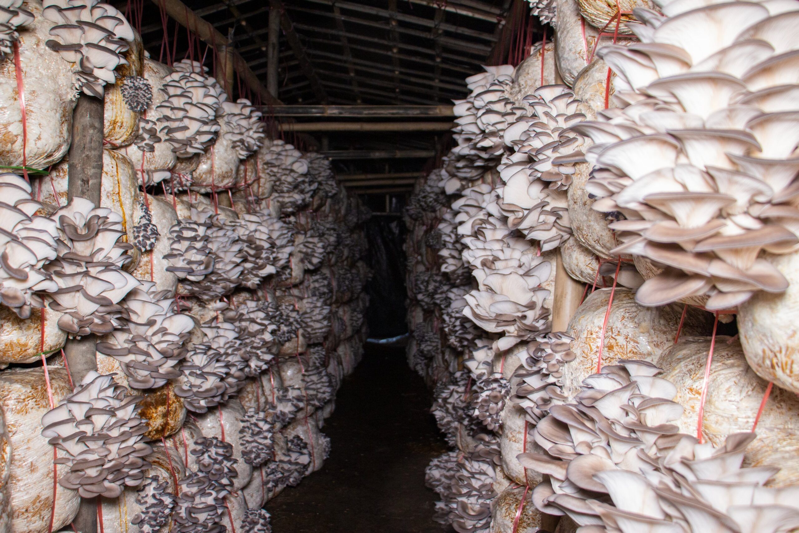 mushroom-cultivation-in-nepal-scaled.jpg