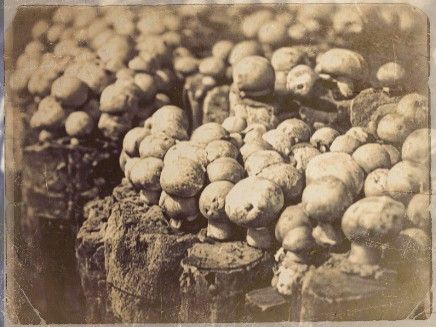 mushroom-history.jpg