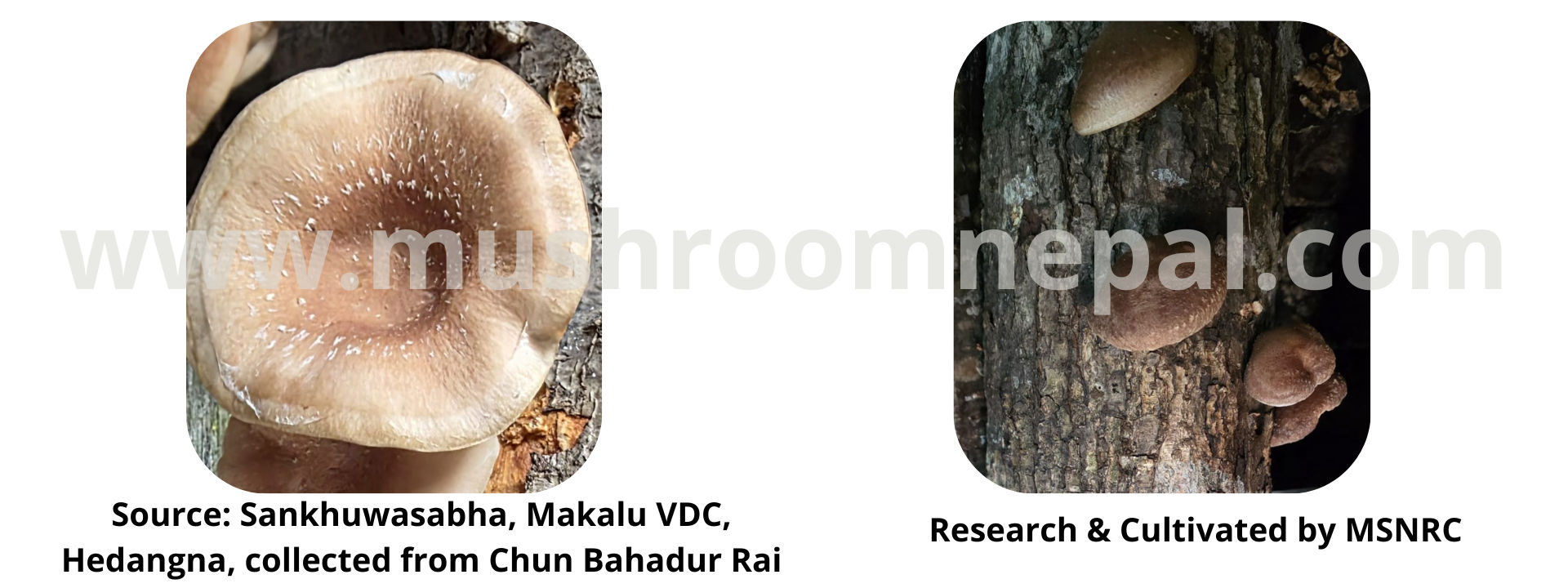 shiitake-wild-cultivation_oLfNkvfRX.png