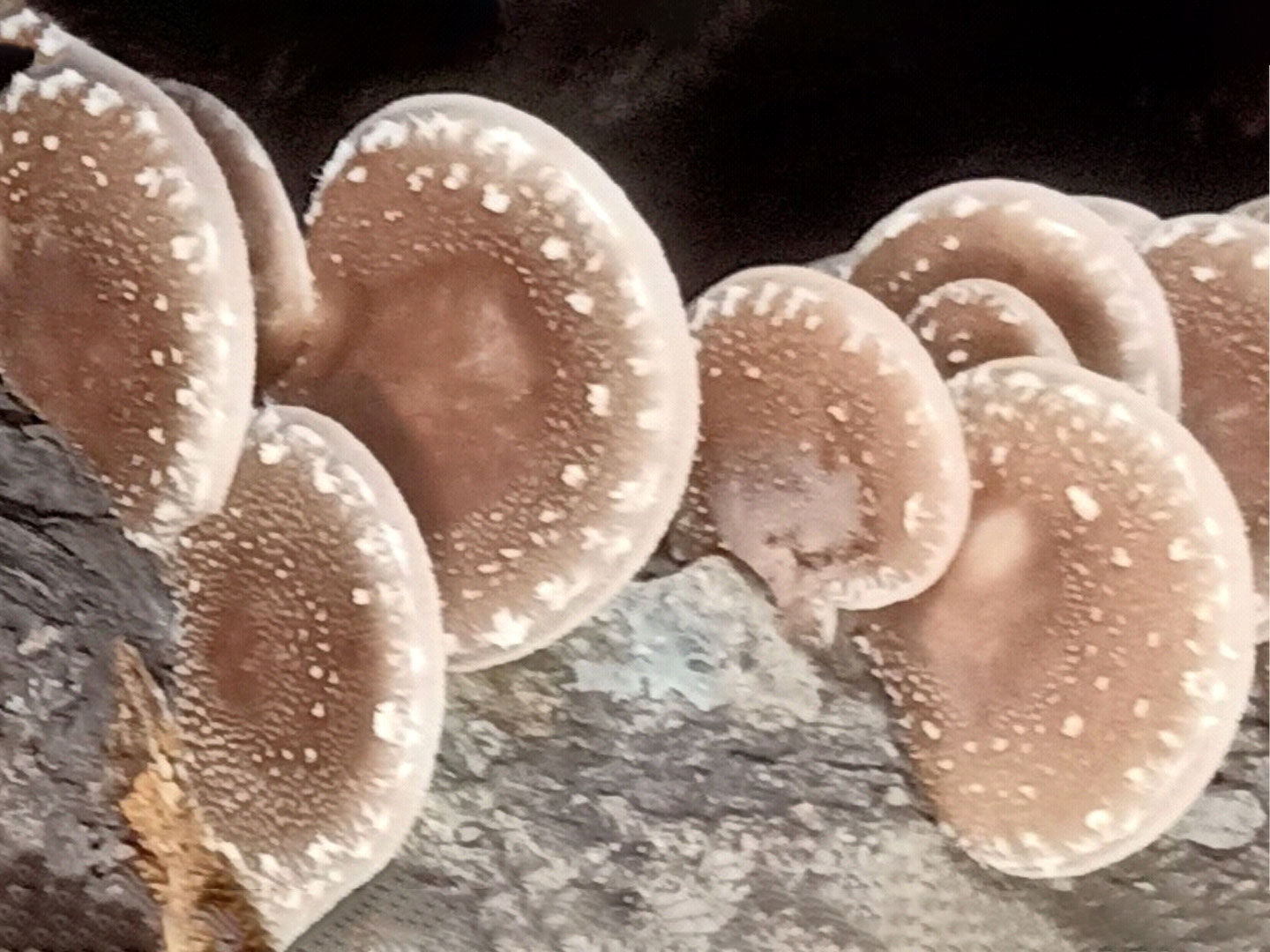 Modern Shiitake Mushroom Farming in Nepal