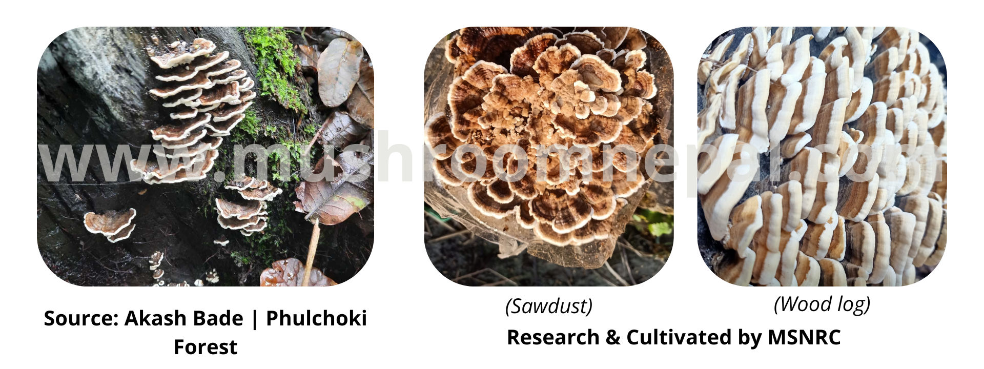 turkeytail-wild-cultivation_7Xfv7ZS3t.png
