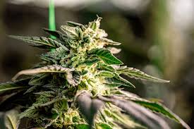 Understanding Autoflower Seeds The Best Choice for Growers