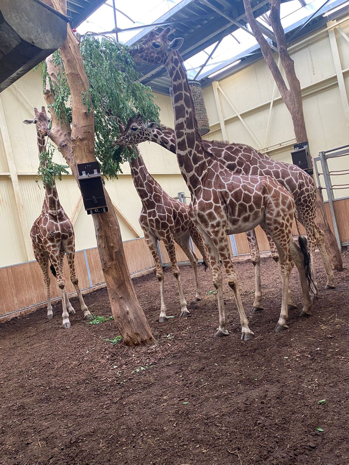 houtsnippers zoo parc overloon 