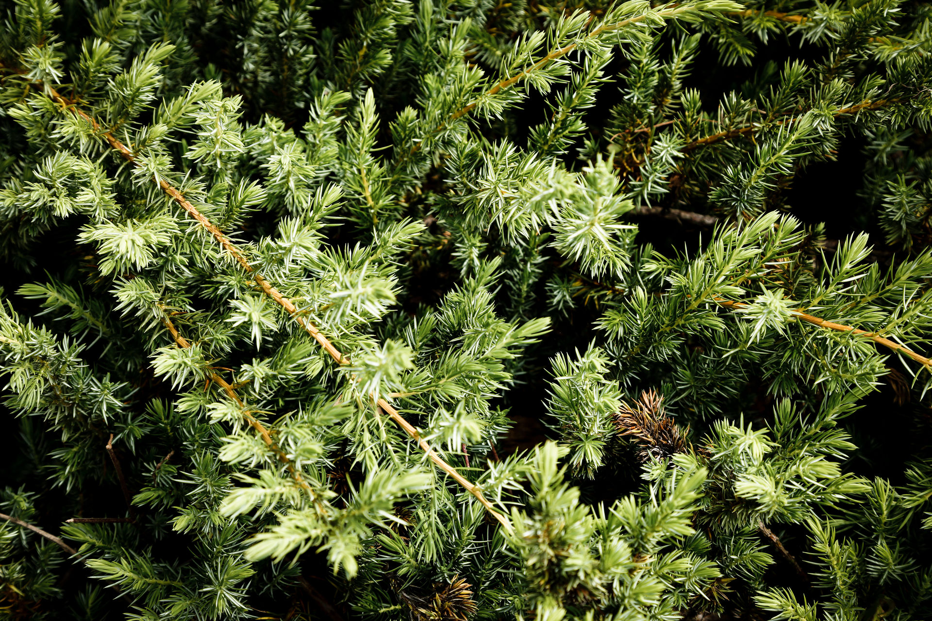 Kerstbomen takken