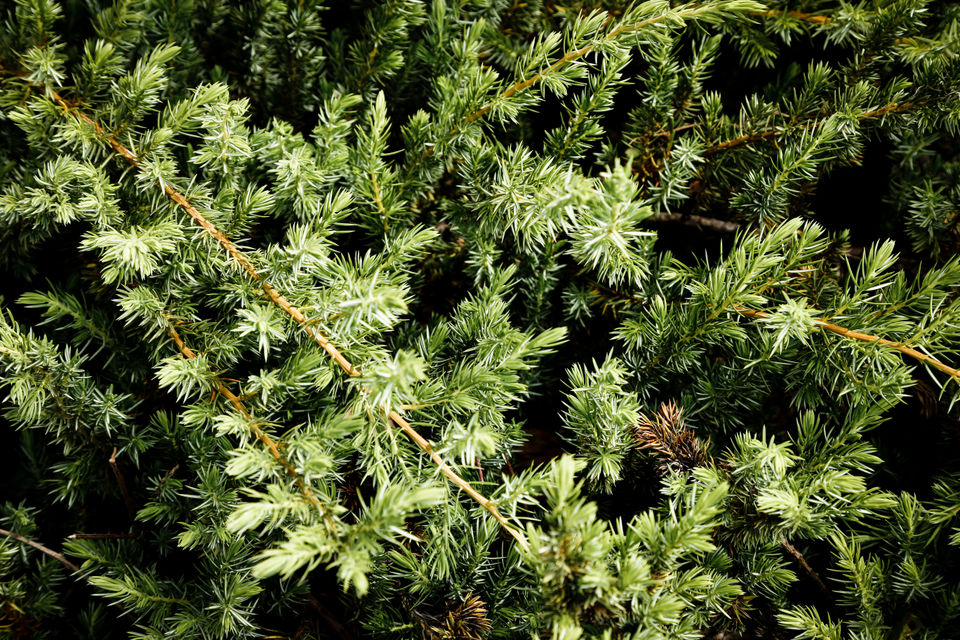Kerstbomen takken
