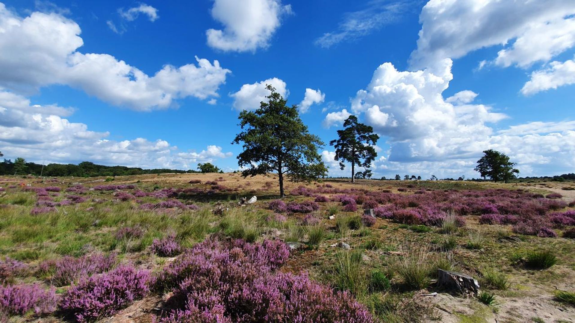 Afbeelding-stikstofdepositie
