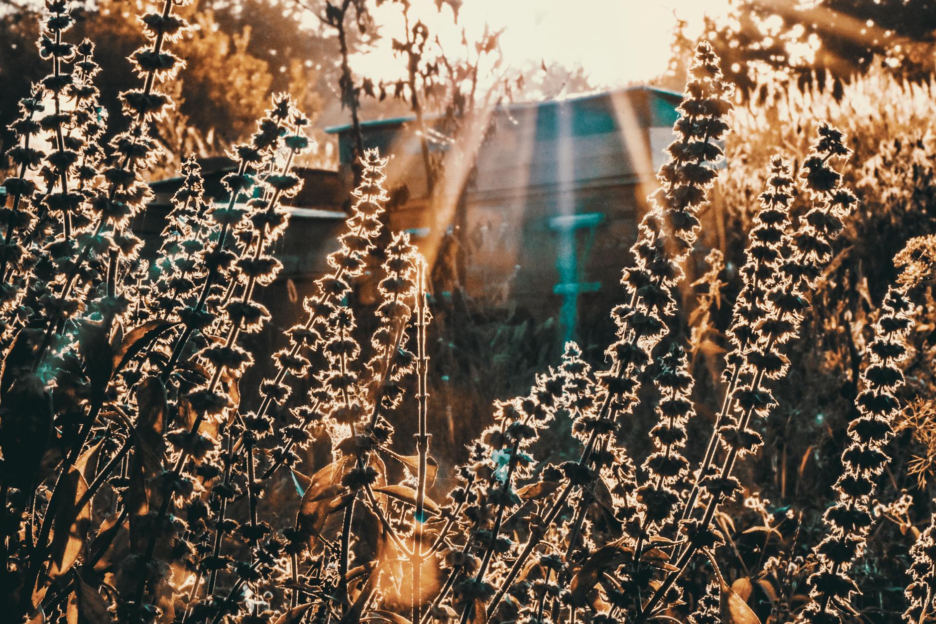 Wrist with fitness tracker monitoring heart rate during early morning hike in forest retreat