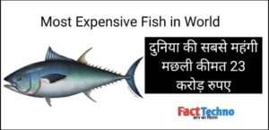 Most Expensive Fish in World