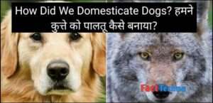 How Did We Domesticate Dogs