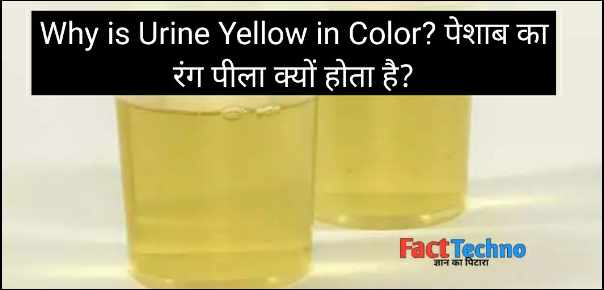 Why is Urine Yellow in Color