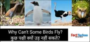 Why Can't Some Birds Fly