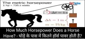 How Much Horsepower Does a Horse Have? - घोड़े के पास में कितने हॉर्सपावर होती है?