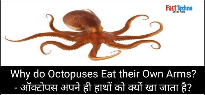 Why do Octopuses Eat their Own Arms