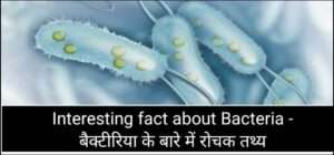 Interesting fact about Bacteria