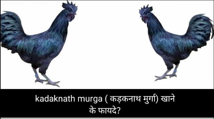 kadaknath murga