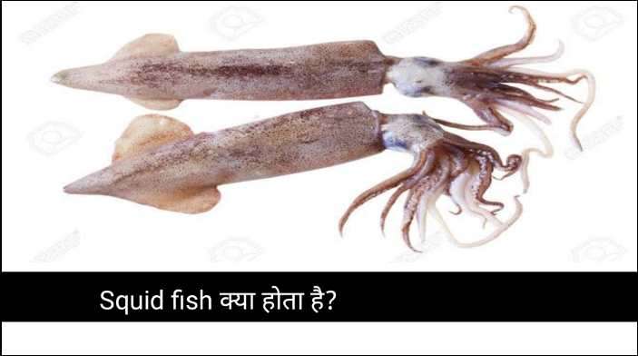 Squid fish