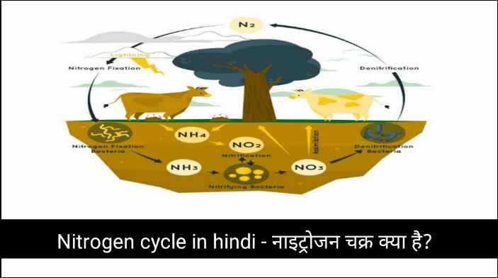 Nitrogen cycle in hindi