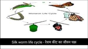 Silk worm life cycle