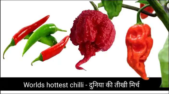 Worlds hottest chilli – दुनिया की तीखी मिर्च