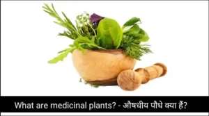What are medicinal plants? – औषधीय पौधे क्या हैं?