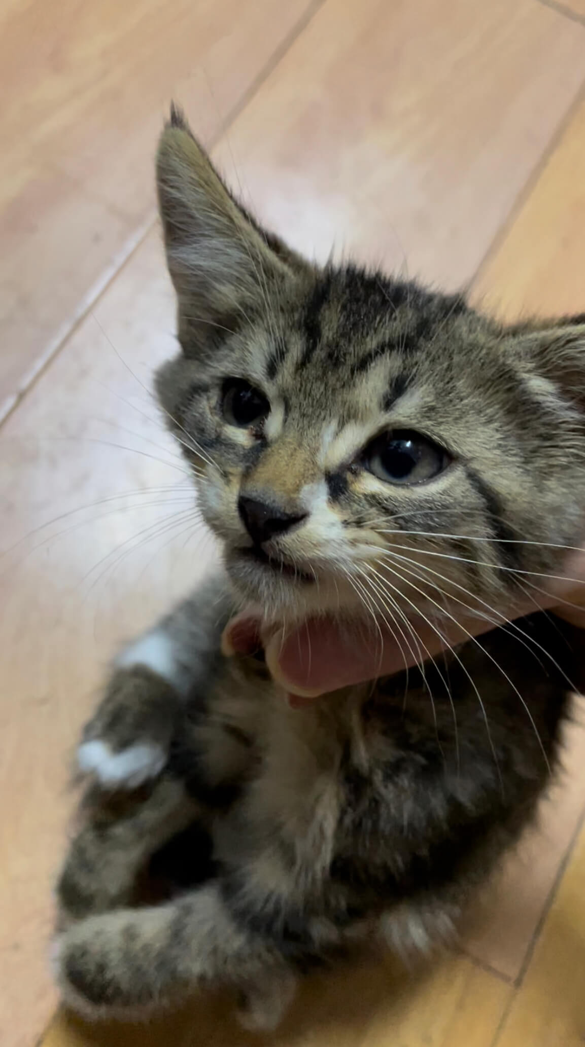 楚楚可怜的样子 cat_rescue
