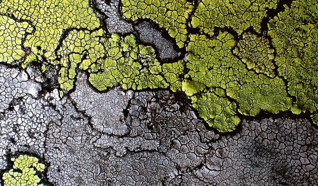 Der Siedlungsraum als Hort der Biodiversität