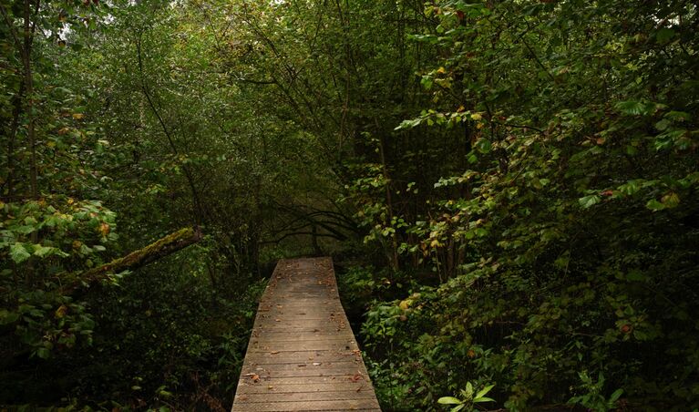 Der Wald als siedlungsnaher Erholungsraum