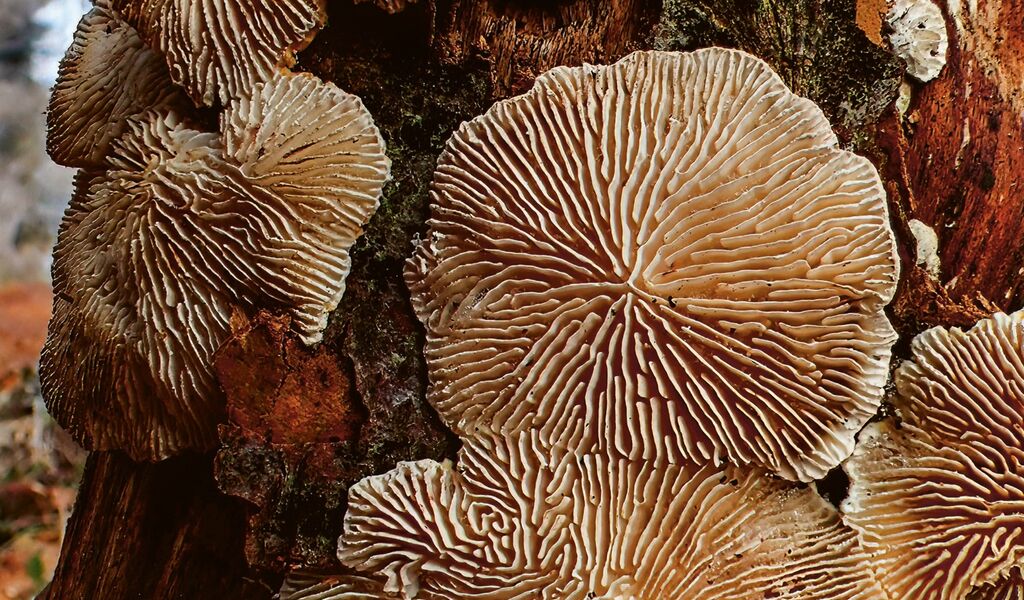 Warum Biodiversität wichtig ist