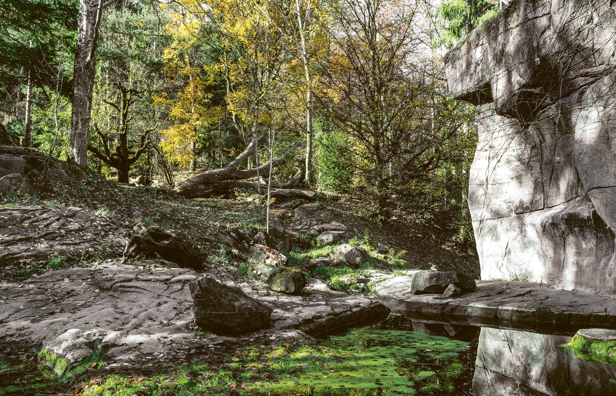 Kunstfelsen als natürlich wirkende Trennung, malerische Spiegelung des Lichts im Wasserbecken.