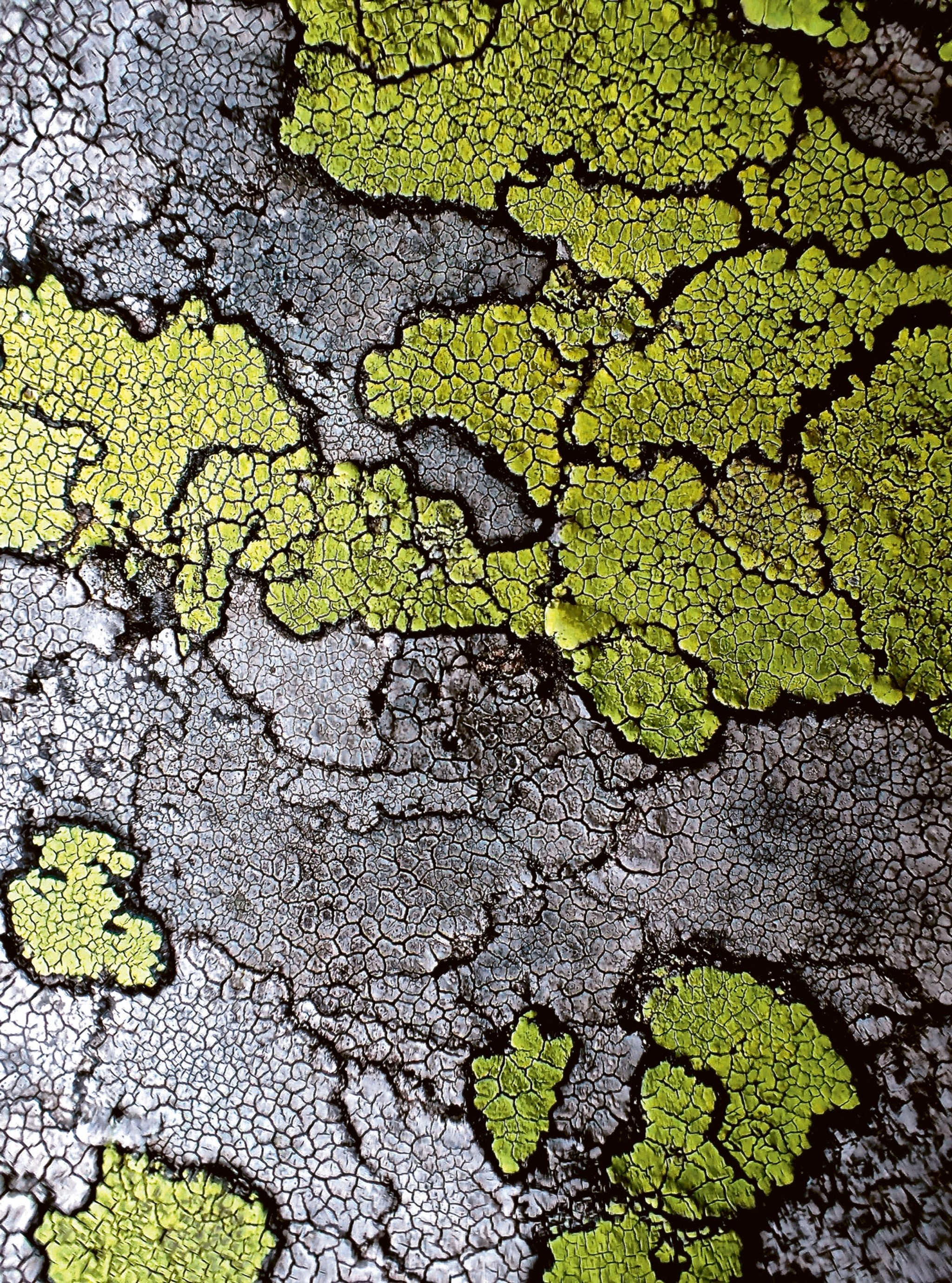 Rhizocarpon geographicum agg. (Landkartenflechte), Greina TI / GR, Juli 2017.