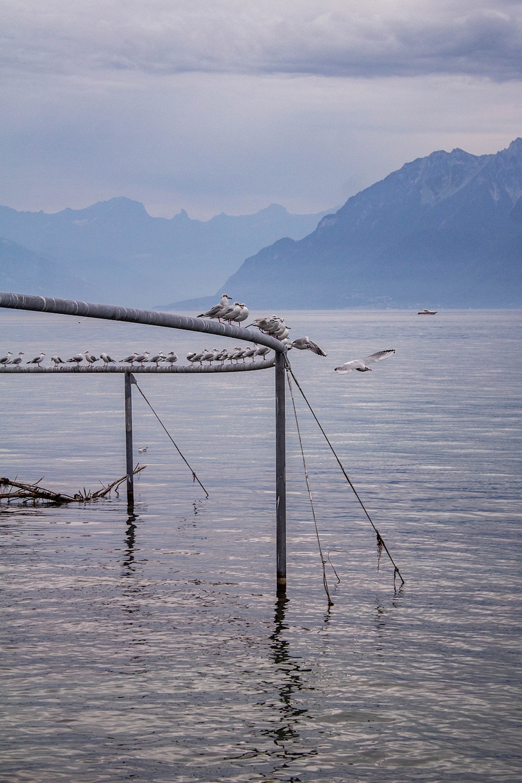 ‹Le cercle des oiseaux› ermöglicht es den Vögeln, sich zwischen ihren Wanderungen auszuruhen ohne durch menschliche Bewegungen gestört zu werden.