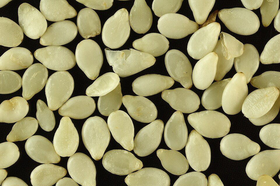 Sesame Oil