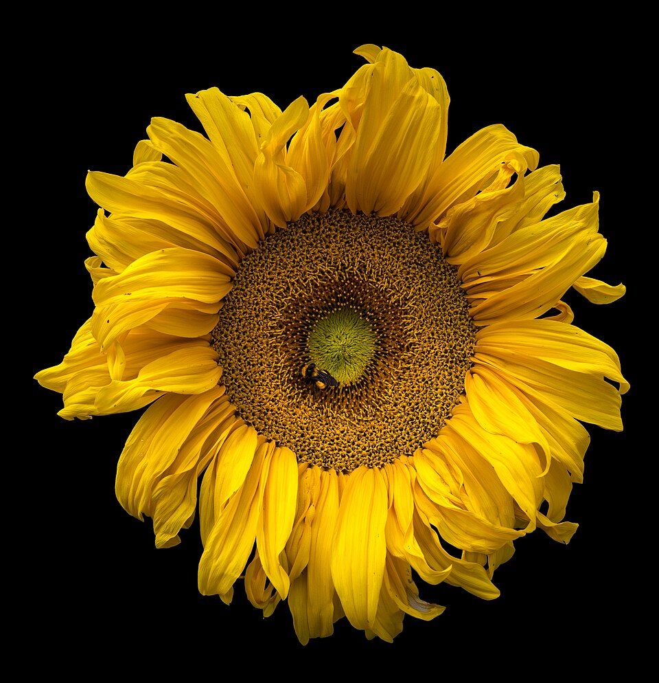 Sunflower Oil — SIGO hydraulic cold-pressed