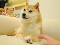 The Doge NFT icon