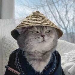 Samurai Cat icon