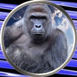 Harambe on Solana icon