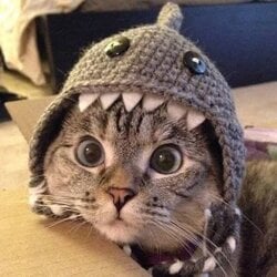 Shark Cat icon
