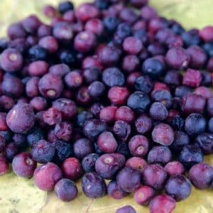 11 Food Items From School Days To Make You Nostalgic! 8 phalsa| summer fruit| school memory| food for thought| summer drinks