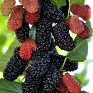 11 Food Items From School Days To Make You Nostalgic! 9 Mulberries| setur| summer| fruits| school memories