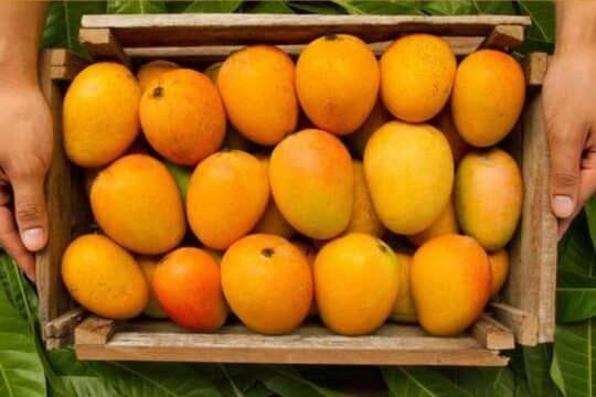 Best Foods To Beat The Heat 2 Beat the heat fruits| Mango