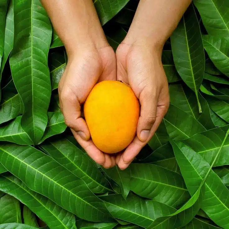 Foodies' Must-Read Summer Guide : Types of Mangoes in Gujarat 3 An Image of a mango held by two hands as the background consists of leaves