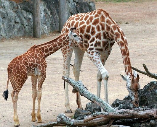 Auckland Zoo