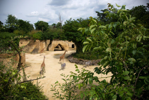 Bioparc-camp-des-girafes